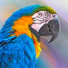 icon-5197.webp Parrot Wallpapers - Image 1